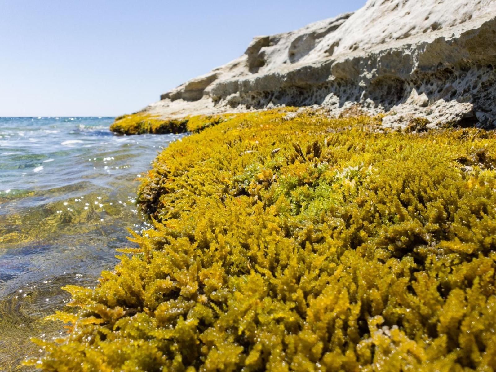 Casotto Il Carrubo, A 100 Mt Dal Mare! Villa Avola Exteriör bild